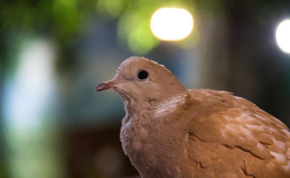 Живов: Биодроны изменят характер войны будущего Живов: Биодроны изменят характер войны будущего