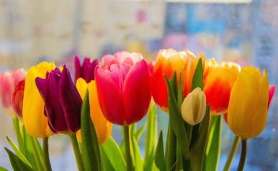 Море тюльпанов через год: как превратить 5 луковиц в 20 — пошагово об уходе после цветения Море тюльпанов через год: как превратить 5 луковиц в 20 — пошагово об уходе после цветения